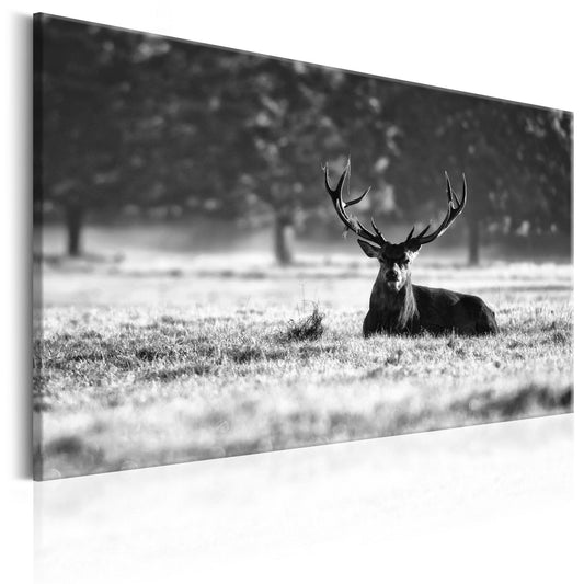 Canvas Print - Lying Deer - www.trendingbestsellers.com