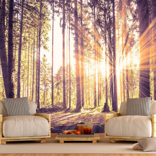 Peel and stick wall mural - Forest Afternoon - www.trendingbestsellers.com