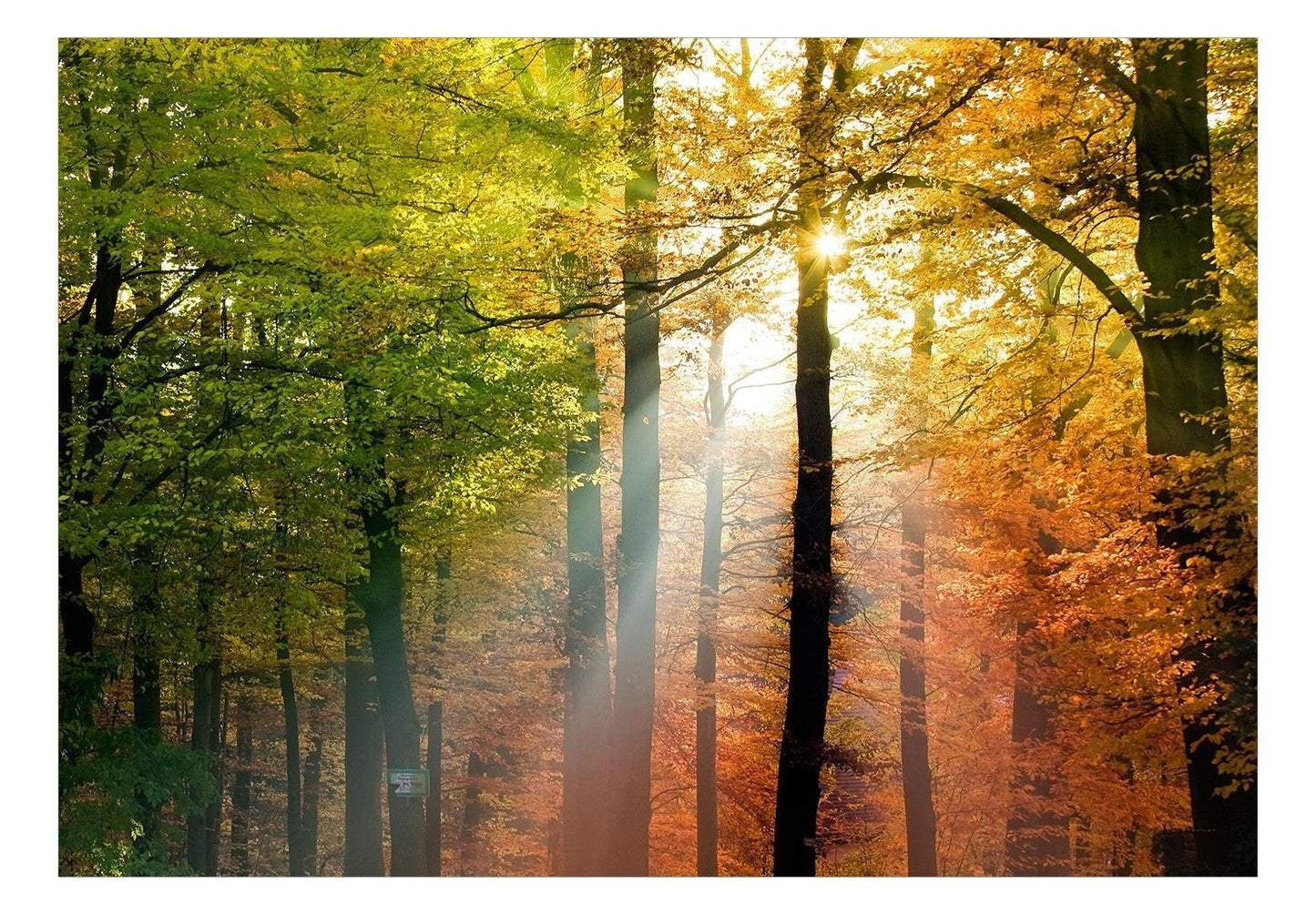 Peel and stick wall mural - Forest Colours - www.trendingbestsellers.com