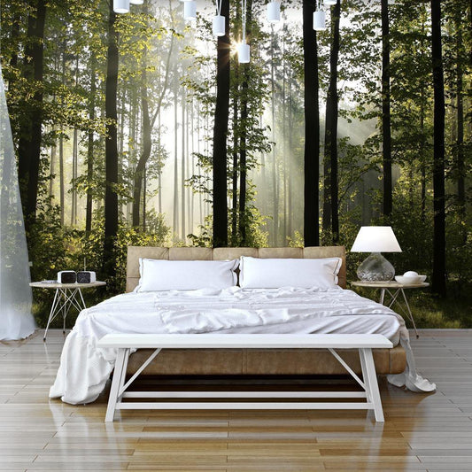 Peel and stick wall mural - Forest: Morning Sunlight - www.trendingbestsellers.com
