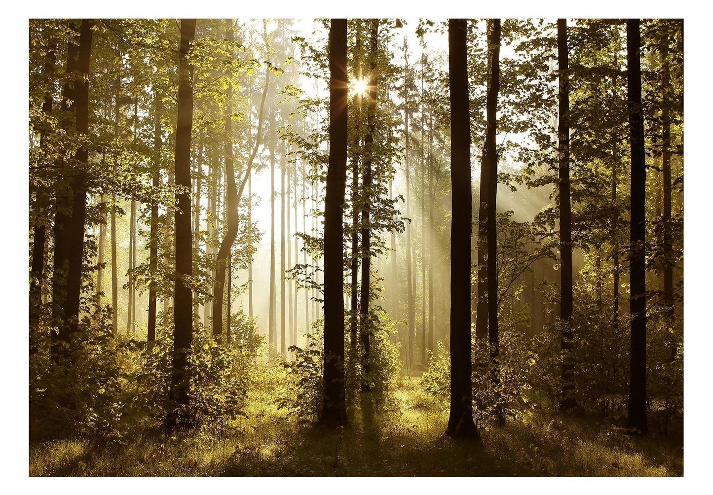 Peel and stick wall mural - Forest: Morning Sunlight - www.trendingbestsellers.com